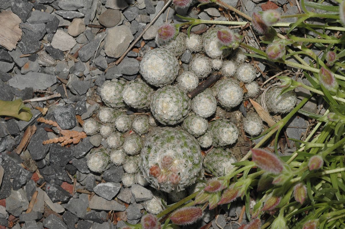 Cactaceae Escobaria sneedii