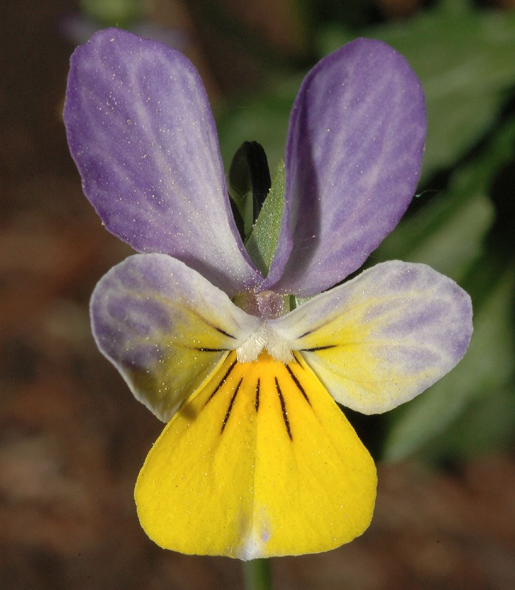 Violaceae Viola tricolor