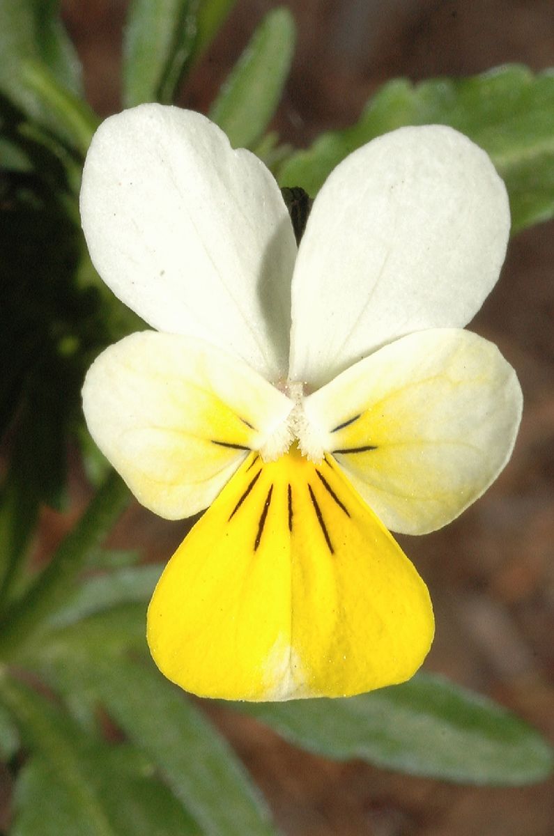 Violaceae Viola tricolor