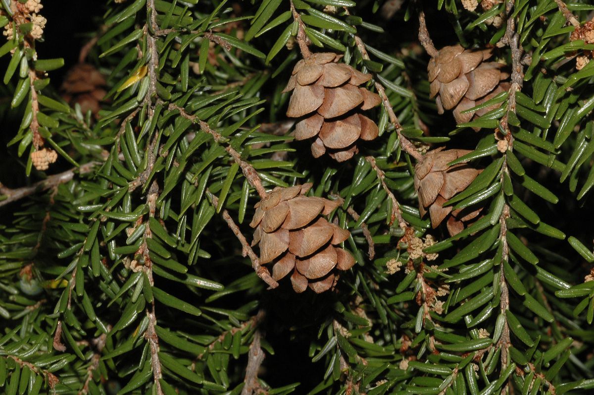 Pinaceae Tsuga canadensis