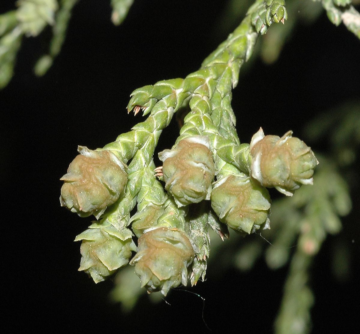 Cupressaceae Chamaecyparis pisifera