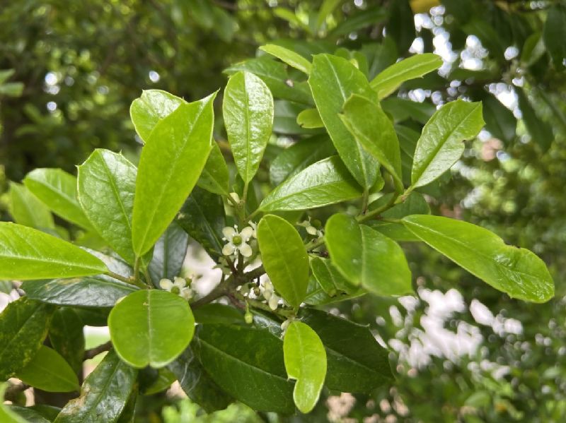 Aquifoliaceae Ilex acuminata