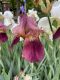 image of Iris germanica