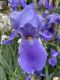 image of Iris germanica