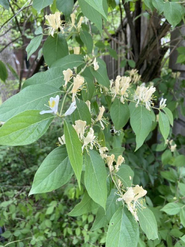 Caprifoliaceae Lonicera maackyi