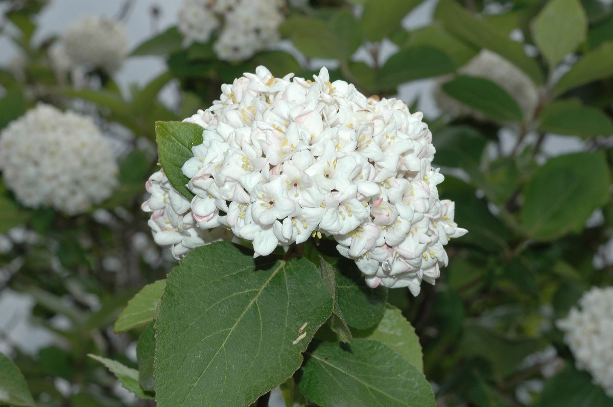 Adoxaceae Viburnum carlesii