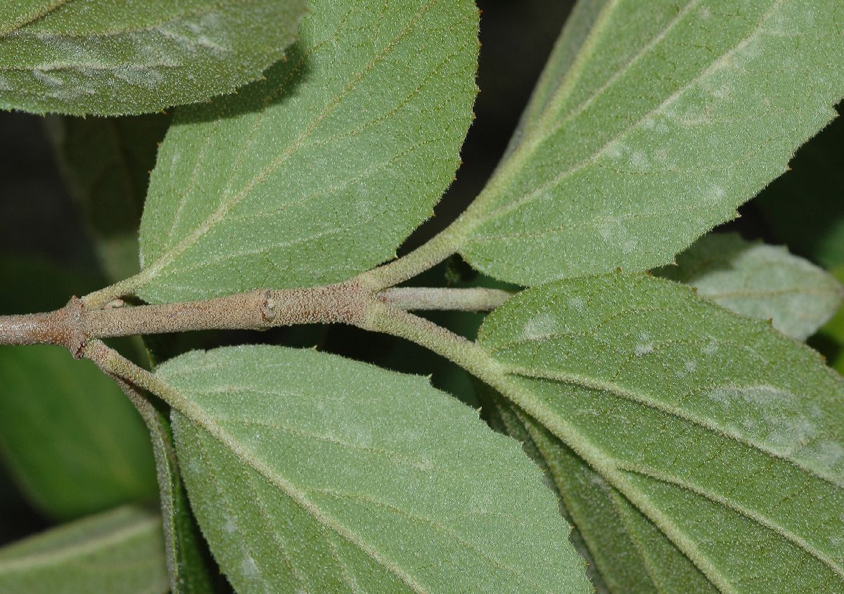 Adoxaceae Viburnum carlesii