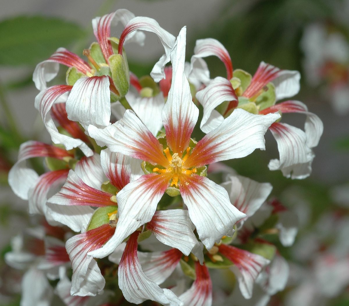 Sapindaceae Xanthoceras sorbifolia