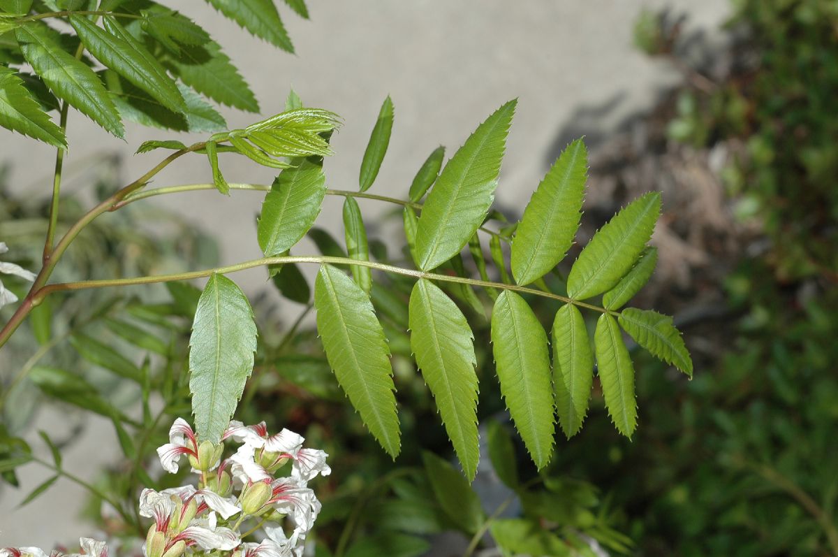 Sapindaceae Xanthoceras sorbifolia