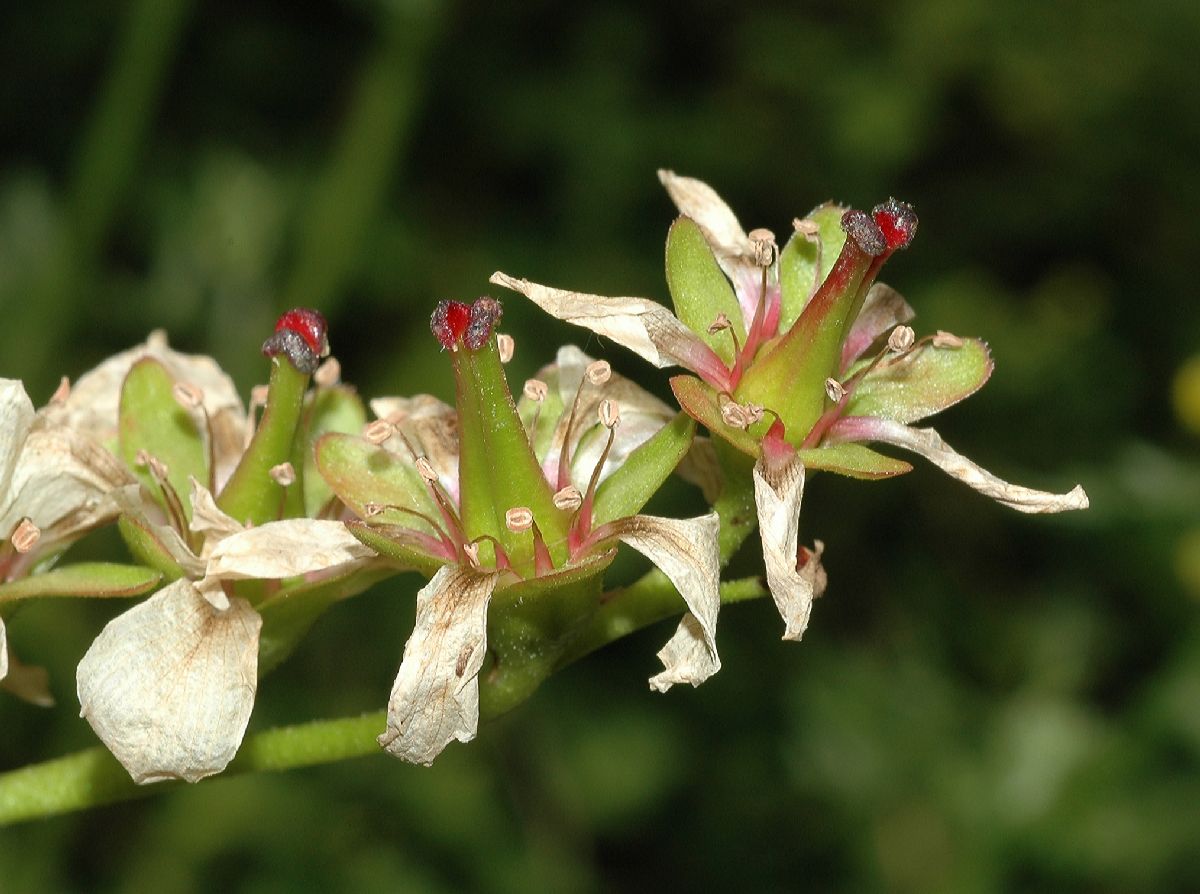 Saxifragaceae Bergenia 