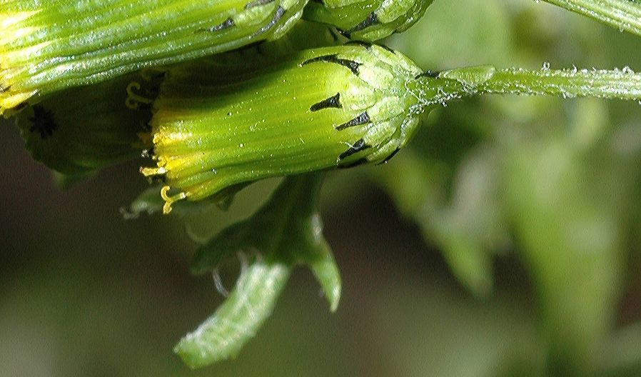 Asteraceae Senecio vulgaris