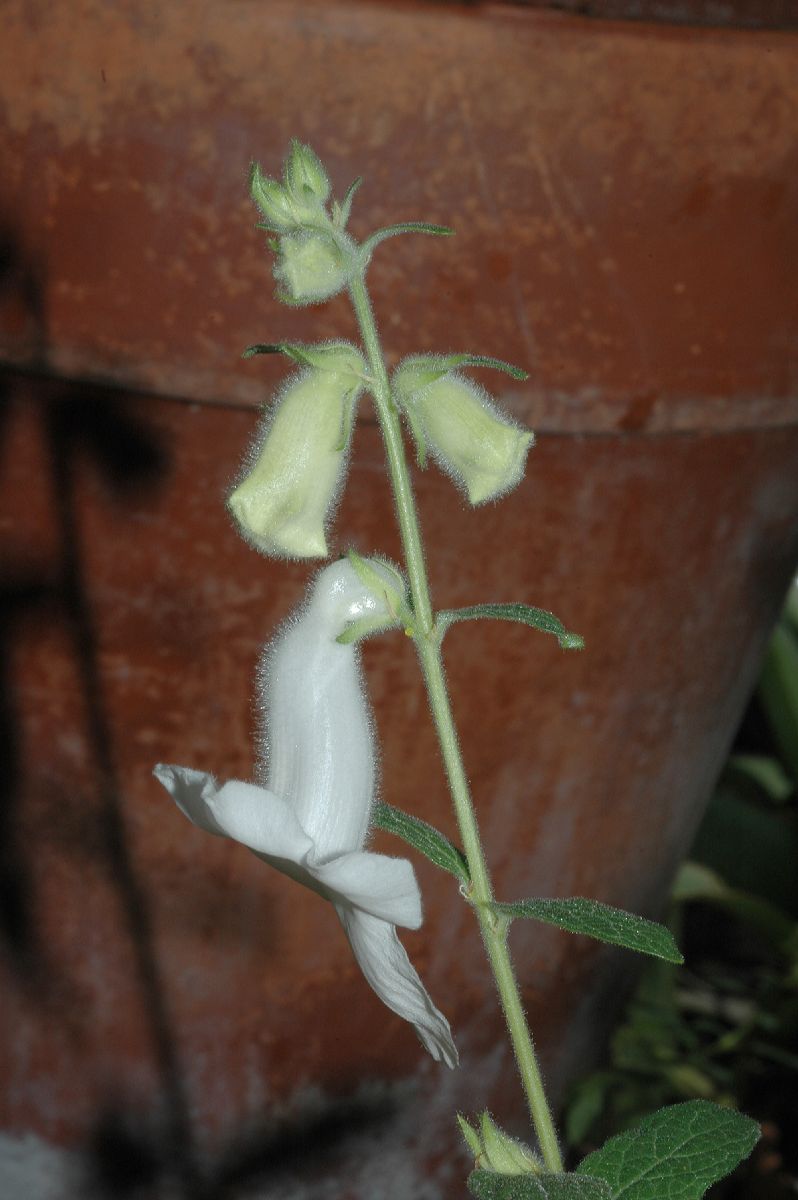 Pedaliaceae Ceratotheca triloba