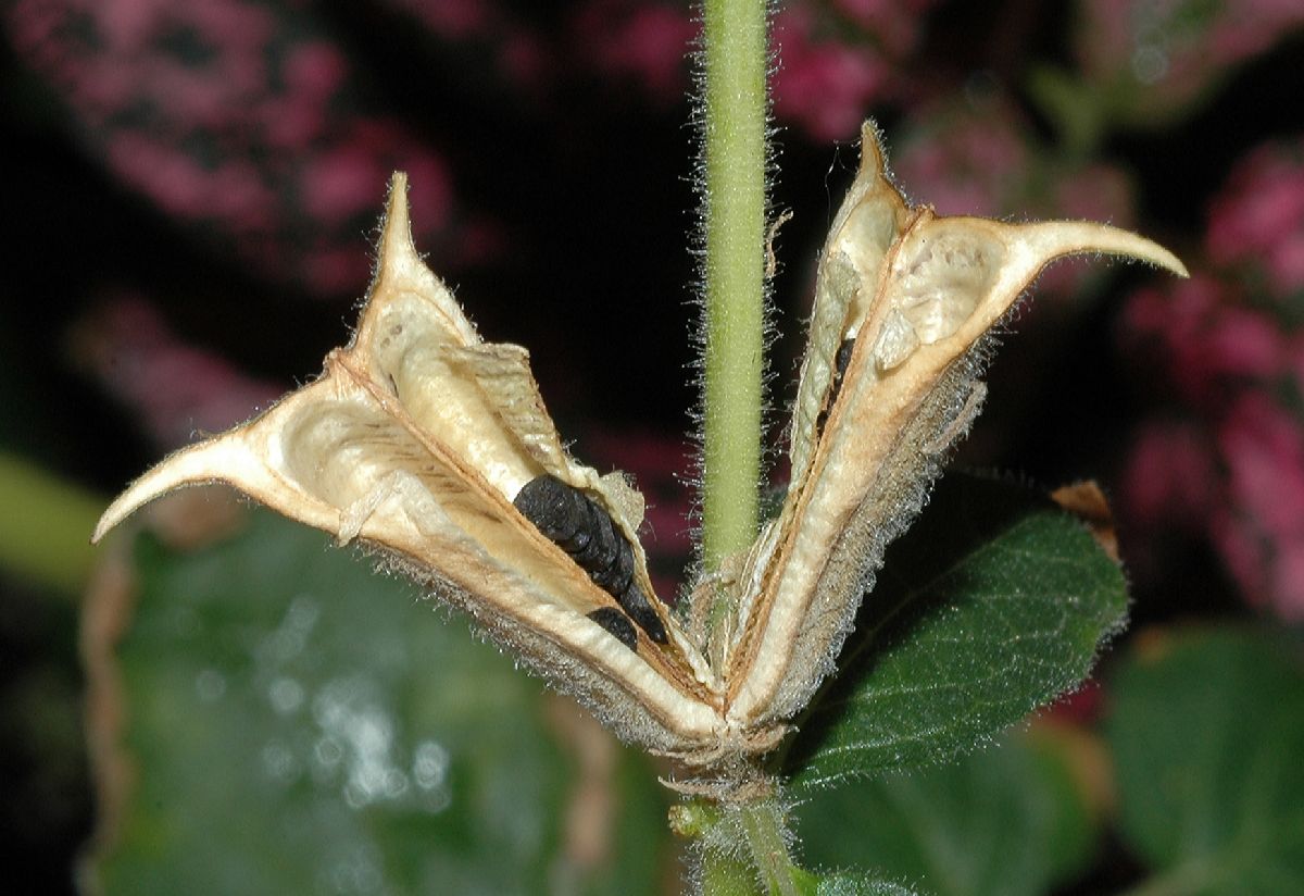 Pedaliaceae Ceratotheca triloba