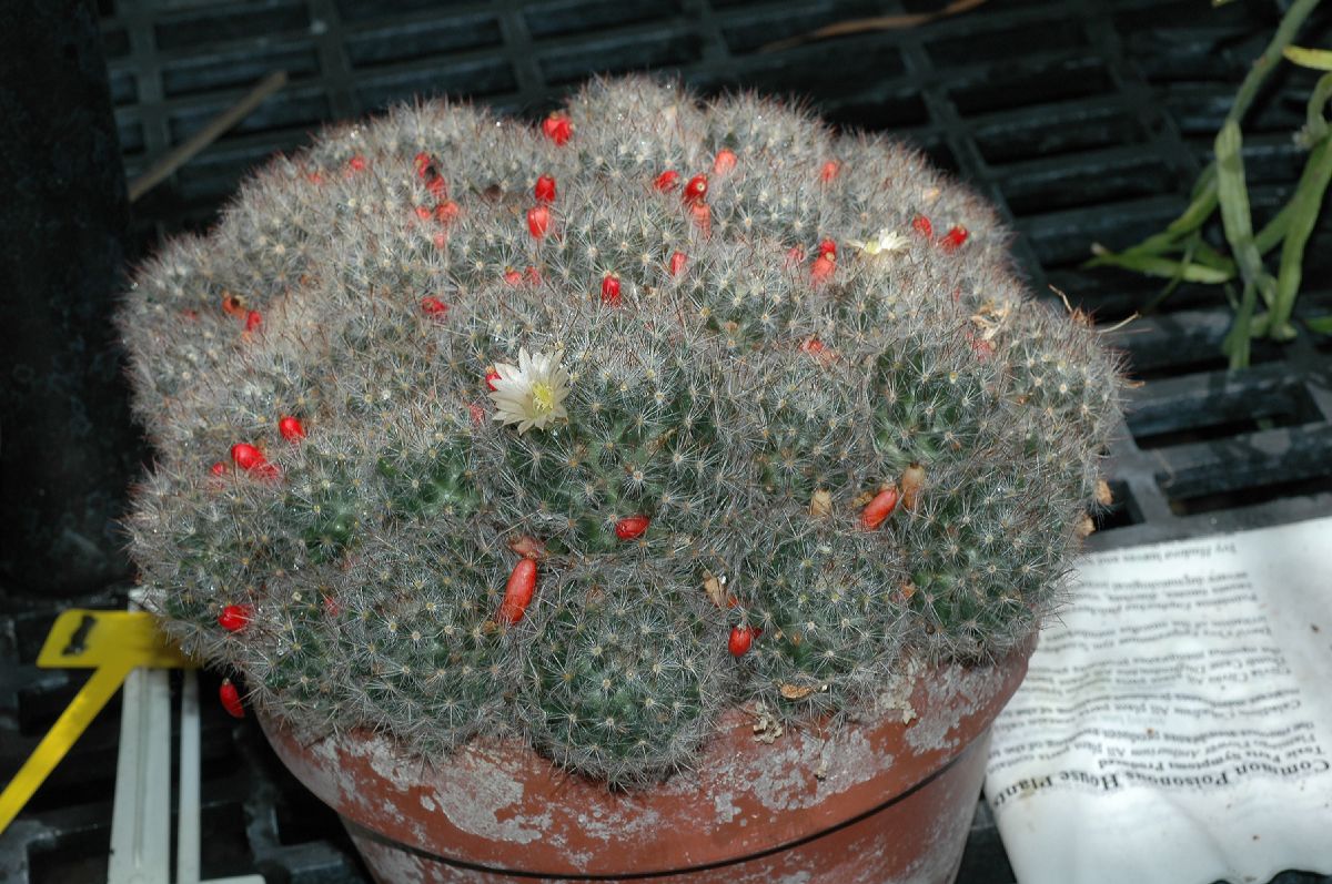 Cactaceae Mammillaria prolifera