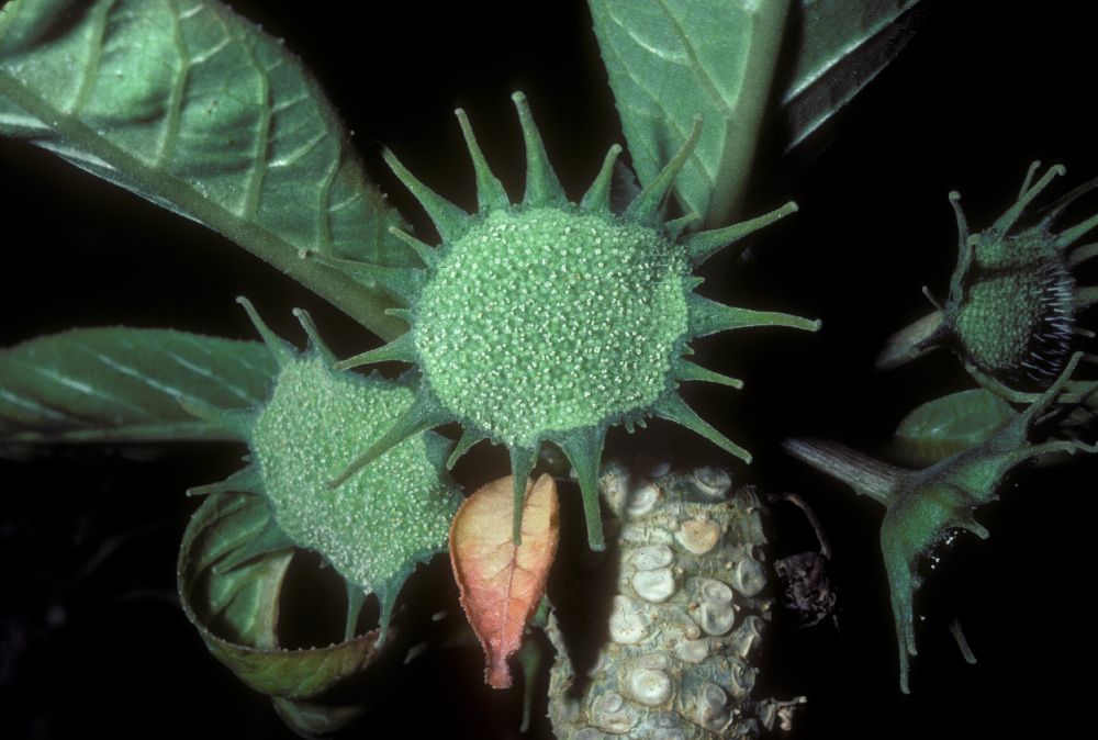 Moraceae Dorstenia 