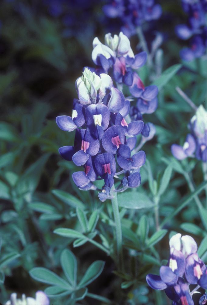 Fabaceae Lupinus texensis