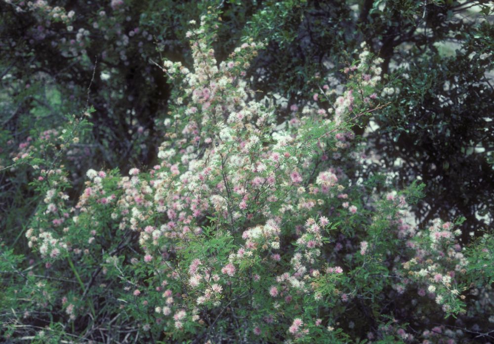 Fabaceae Mimosa pigra