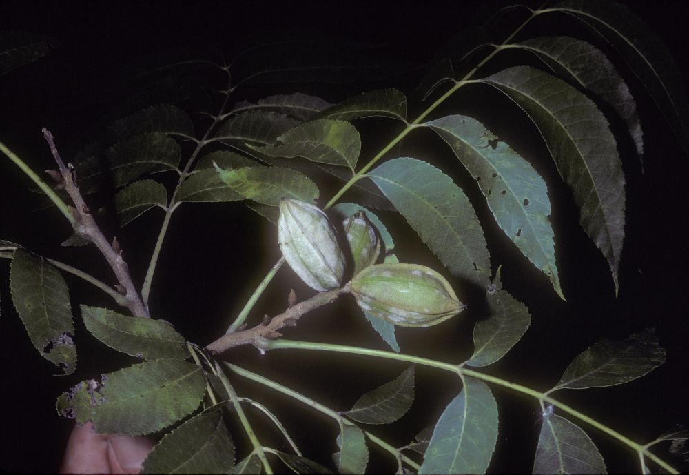 Juglandaceae Carya illinoensis