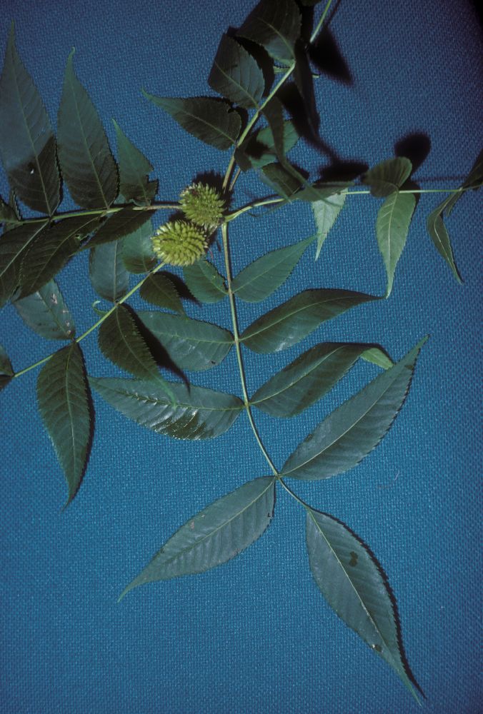 Juglandaceae Platycarya 