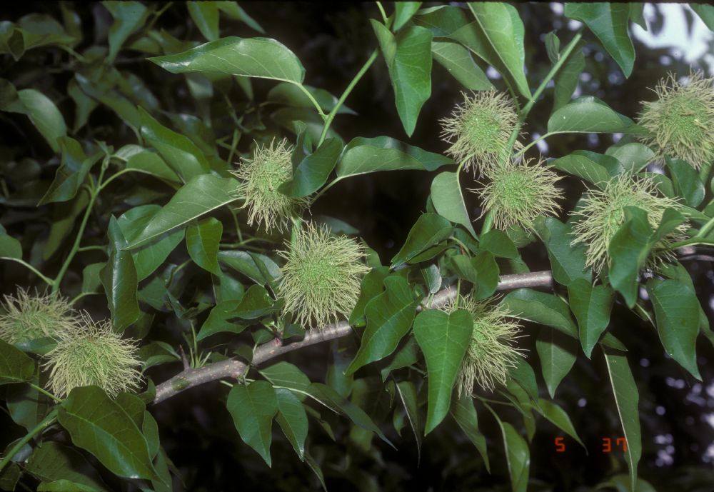 Moraceae Maclura pomifera