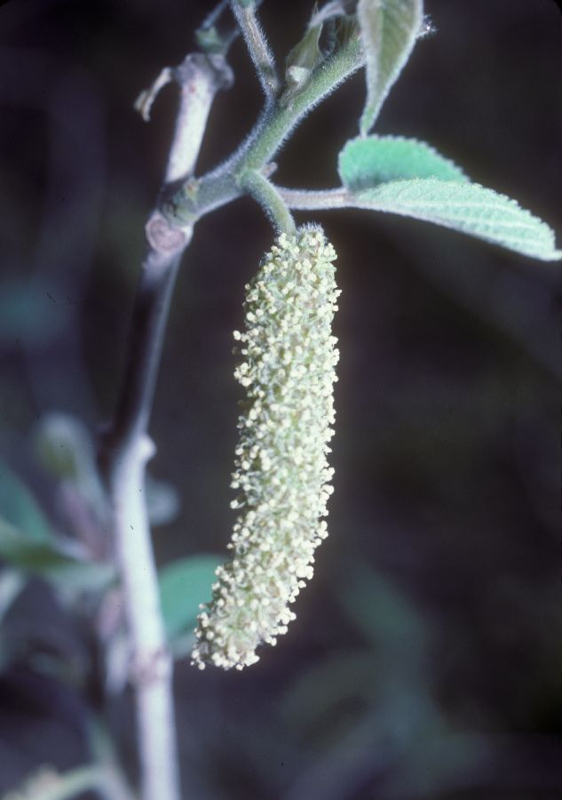 Moraceae Broussonetia papyrifera