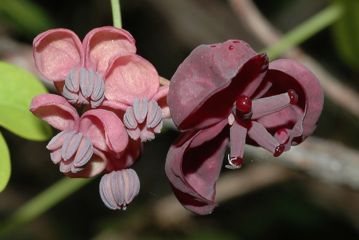 Lardizabalaceae Akebia quinata