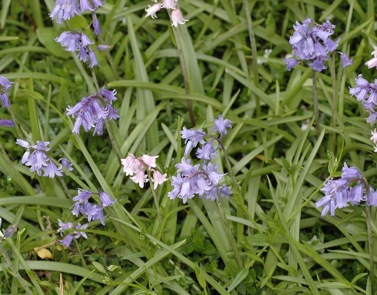 Hyacinthaceae Hyacinthoides non-scripta