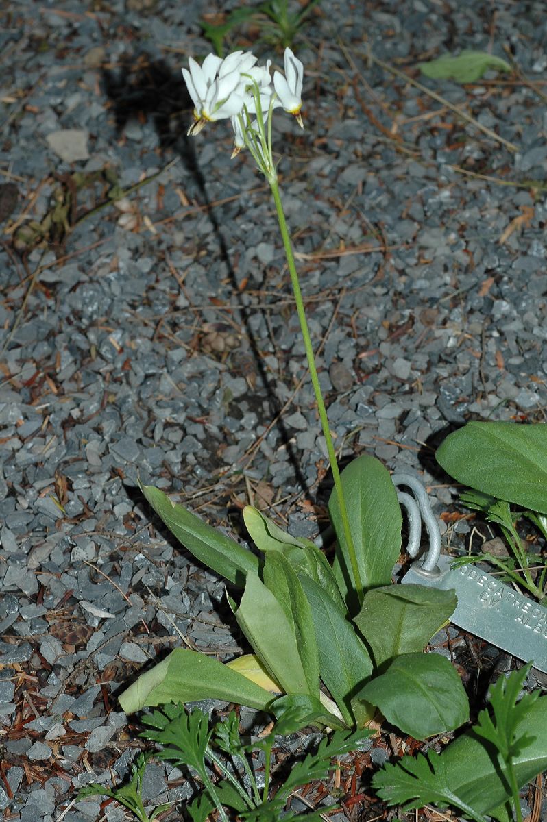 Primulaceae Dodecatheon meadia