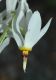 image of Dodecatheon meadia