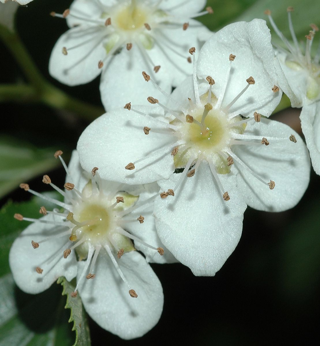 Rosaceae Sorbus alnifolia