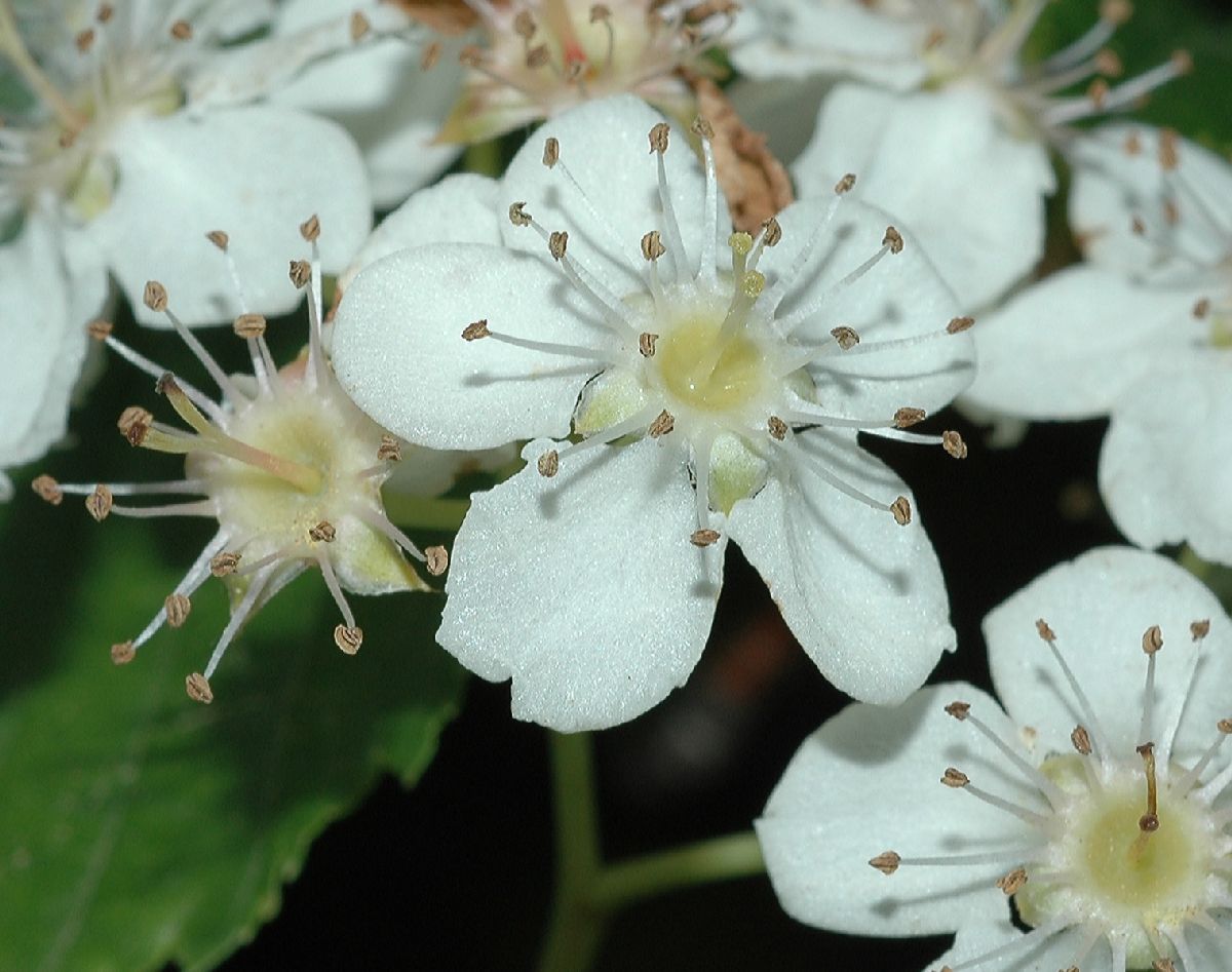 Rosaceae Sorbus alnifolia