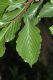 image of Sorbus alnifolia