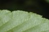 image of Sorbus alnifolia