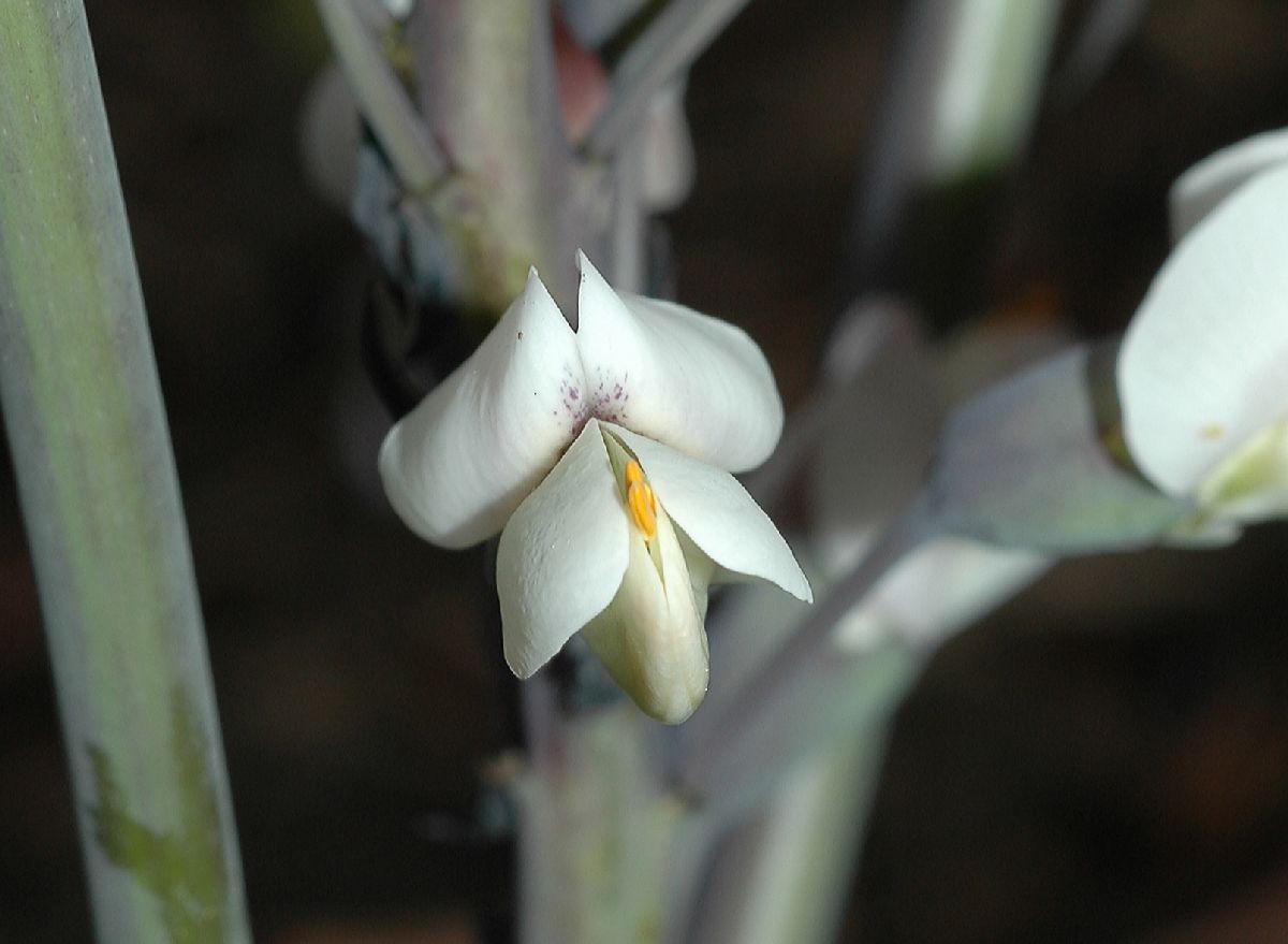 Fabaceae Baptisia alba