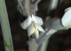 image of Baptisia alba
