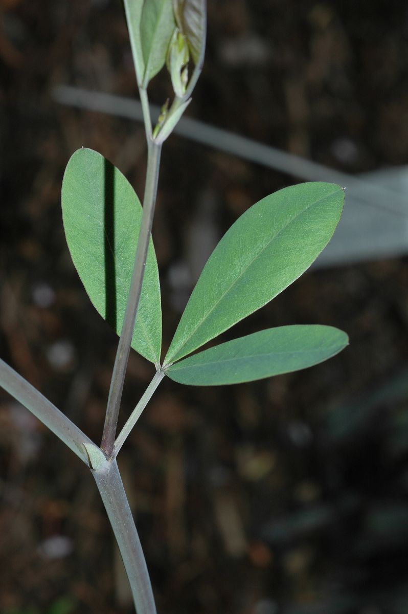 Fabaceae Baptisia alba