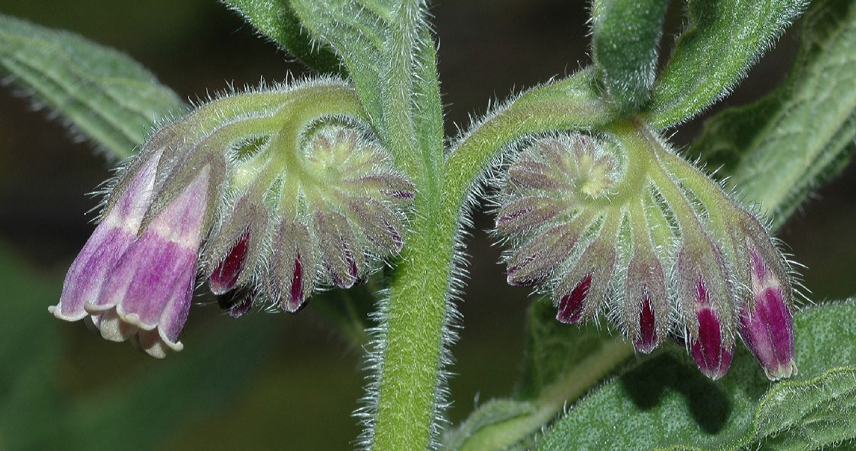 Boraginaceae Symphytum officinale