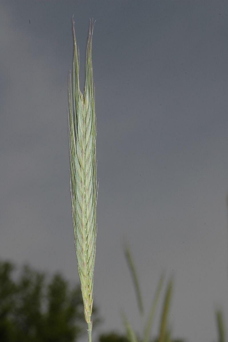 Poaceae  