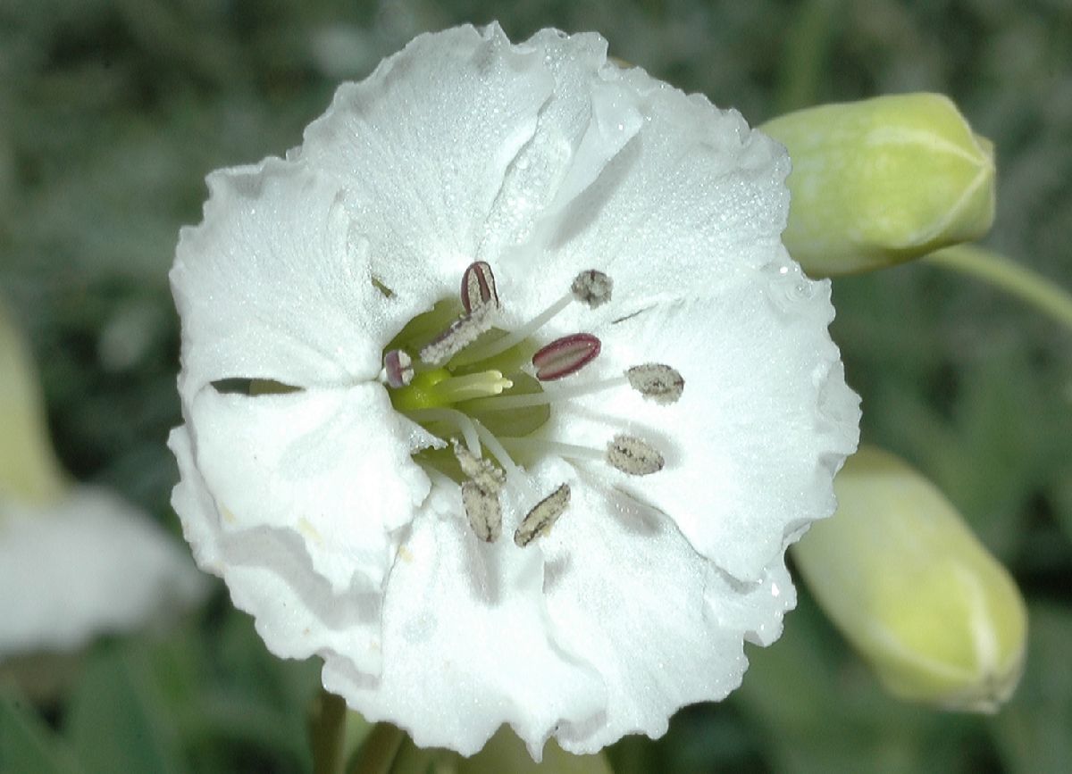 Caryophyllaceae Silene maritima
