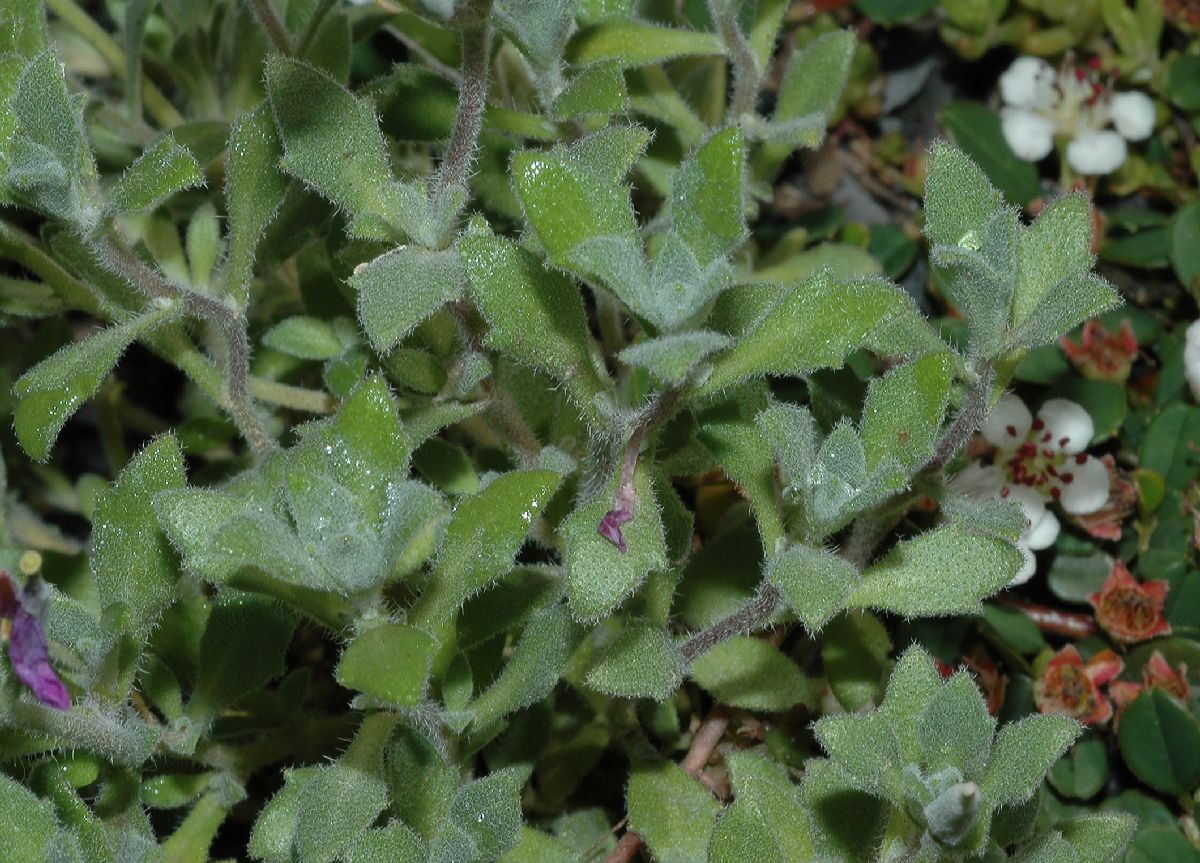 Brassicaceae Aubrieta hybrida
