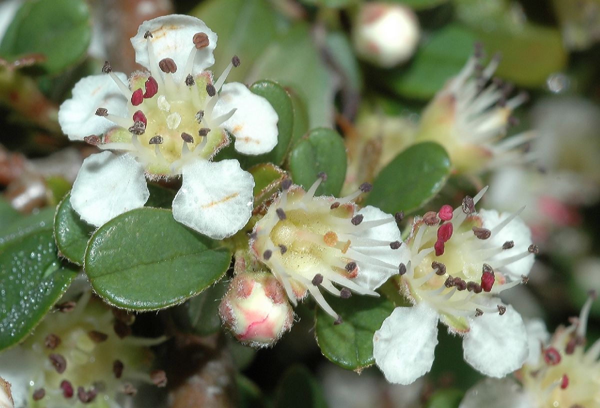 Rosaceae Cotoneaster dammeri