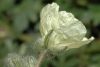 image of Erodium chrysanthum