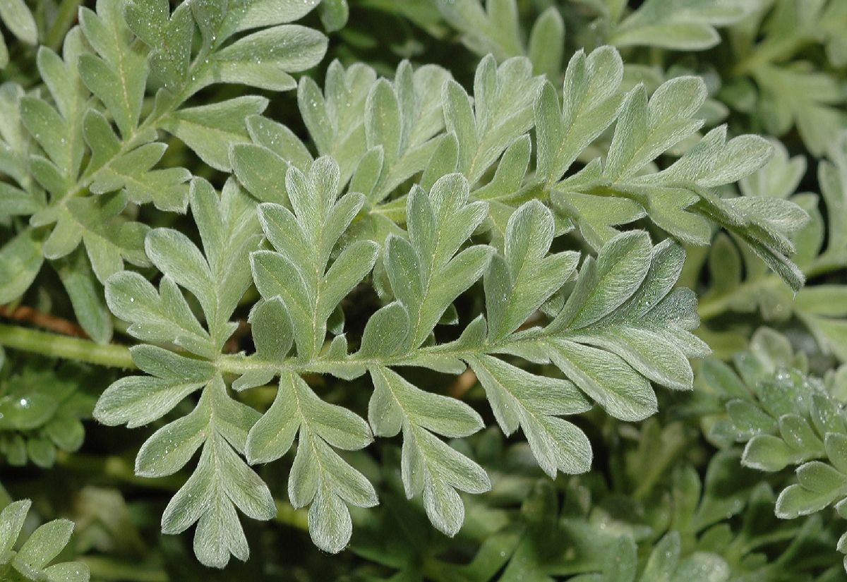 Geraniaceae Erodium chrysanthum