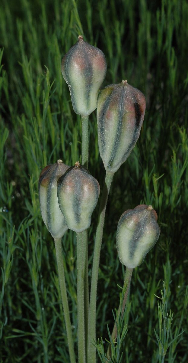 Liliaceae Tulipa turkestanica
