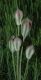 image of Tulipa turkestanica