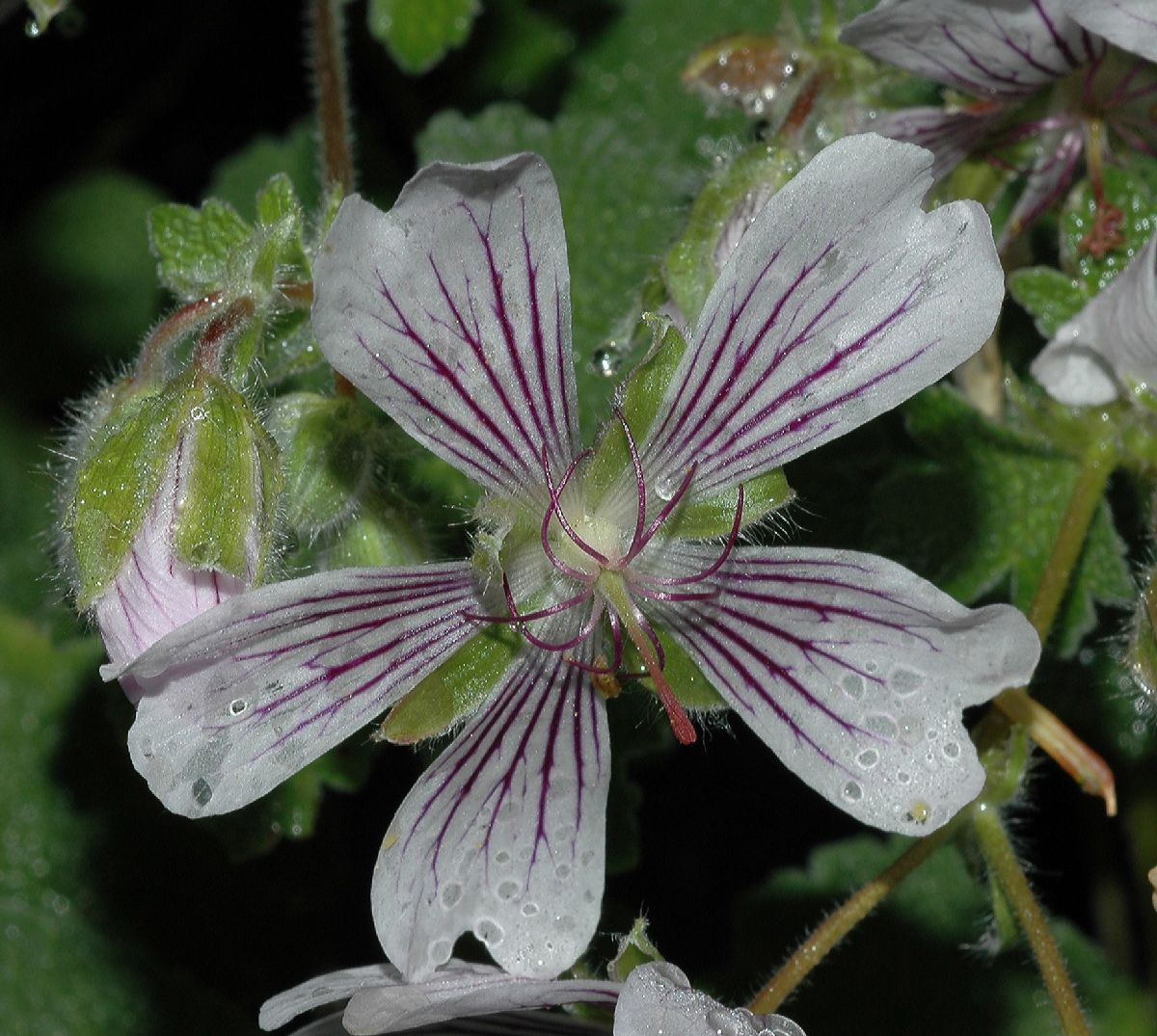 Geraniaceae Geranium renardii
