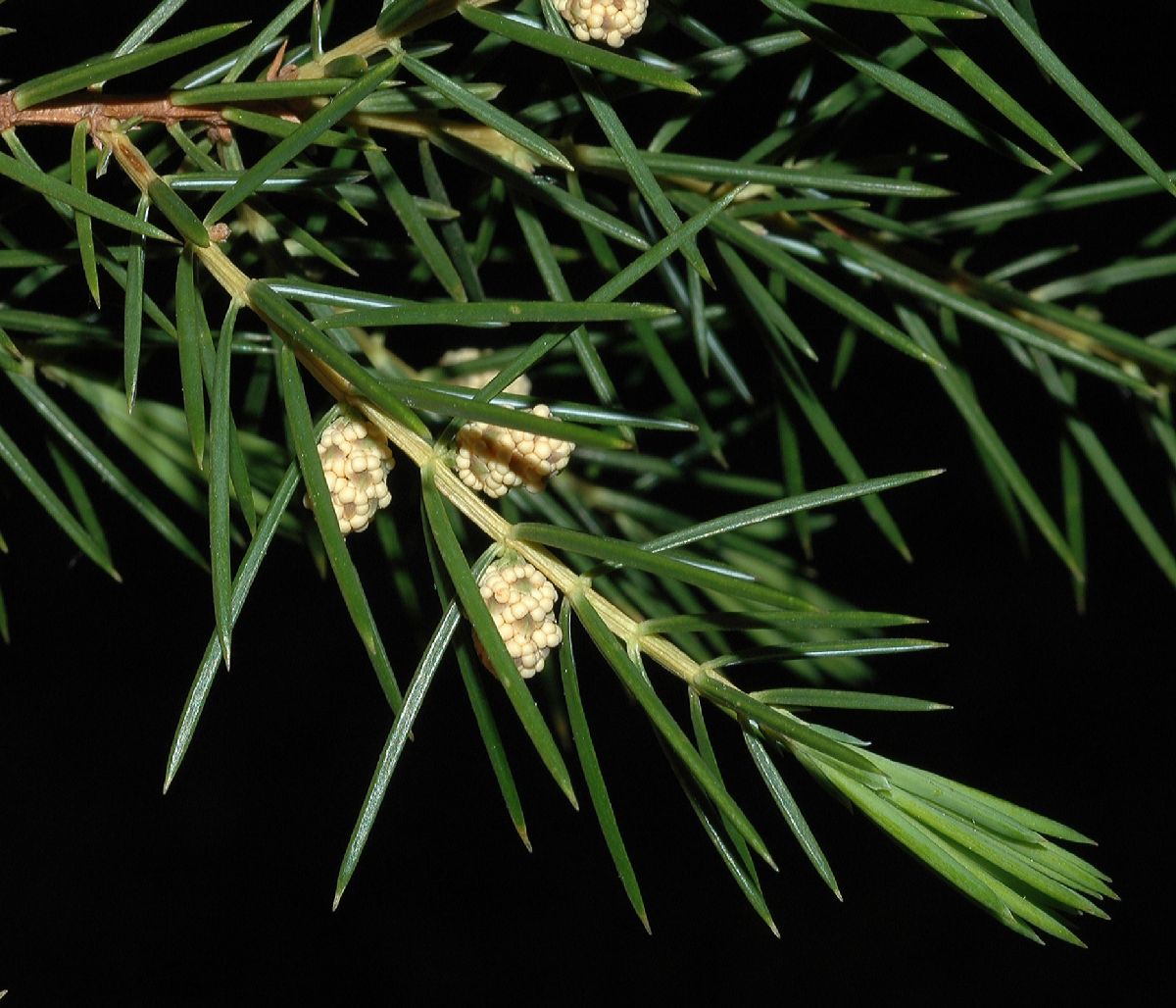 Cupressaceae Juniperus rigida