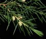 image of Juniperus rigida