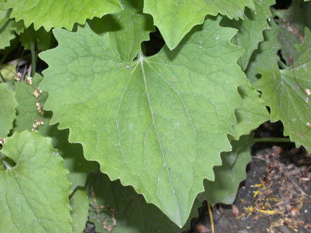 Asteraceae Doronicum orientale