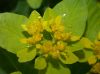 image of Euphorbia dulcis